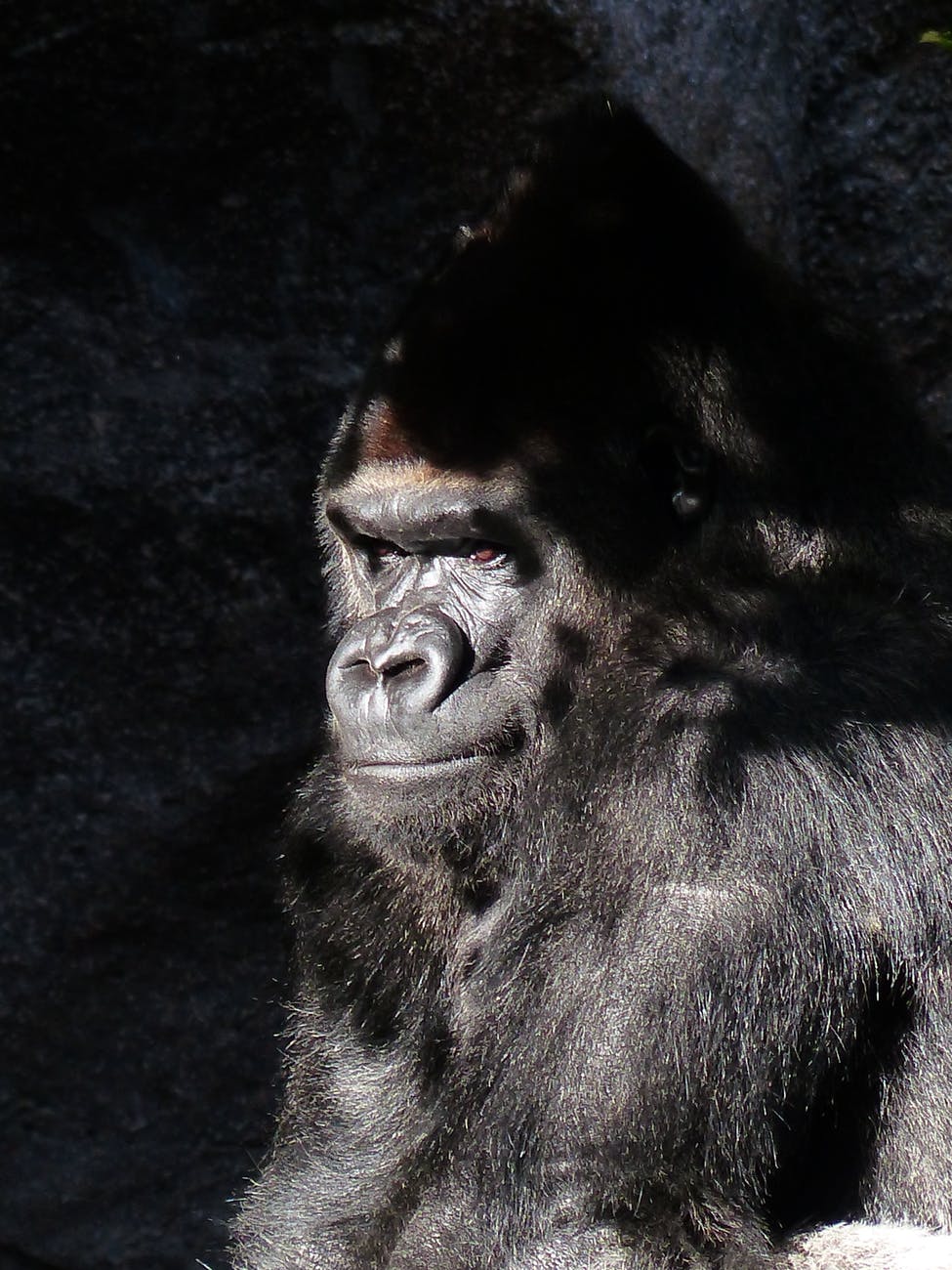 black gorilla closed up photography